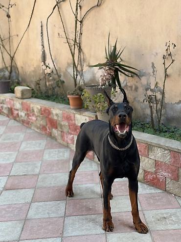 cütlük: Doberman, 3 il, Erkək, Cütləşmə üçün — 3