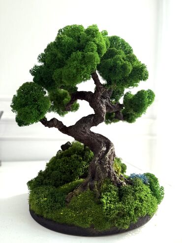 Декоративные цветы: В переводе с японского Бонсай означает «дерево, выращенное в блюде» at lalafo.kg — 46 Декоративные цветы: В переводе с японского Бонсай означает «дерево, выращенное в блюде» — 46