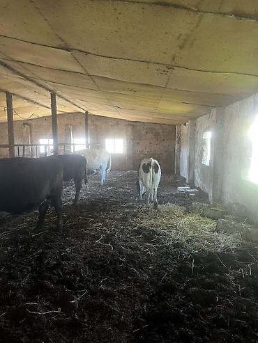 Inəklər, öküzlər: Satışda – damazlıq südlük inəklər və bir baş buğa. Her vur hayvan var — 10