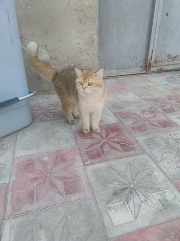 Собаки: Британская, Самец, В добрые руки