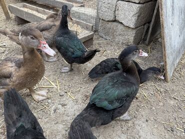 Cücələr: Dişi, Damazlıq, Ünvandan götürmə