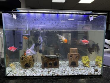 аквариум для рыбы: Продаю аквариум 50 л с рыбками срочна причина продажи переез