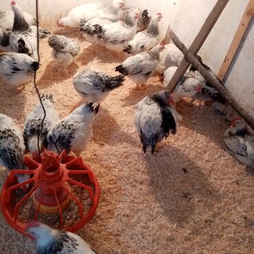 Toyuqlar: F6-serebrist cücələr satılır vitamin və dərmanlar verilib tam sağlam -da lalafo.az — 16 Toyuqlar: F6-serebrist cücələr satılır vitamin və dərmanlar verilib tam sağlam — 16