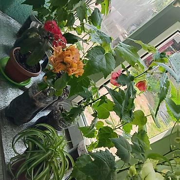 Другие комнатные растения: Абутилон (комнатный клен) — декоративное растение с крупными — 4