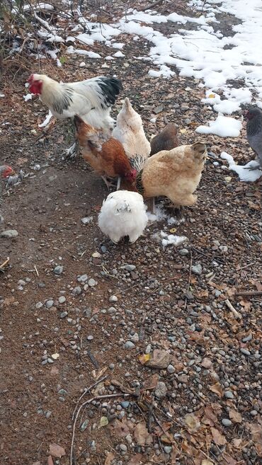 домик для животных: Сатам | Короздор | Үй | Көбөйтүү үчүн