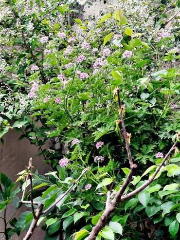 aslan pençesi bitkisi azerbaycanca: Ətirşah (Герань)
Hündürlüyü 2 metr.
Высота 2 метра