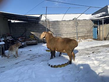 Баран, овца: Продаю | Овца (самка) | Арашан | Для разведения — 1