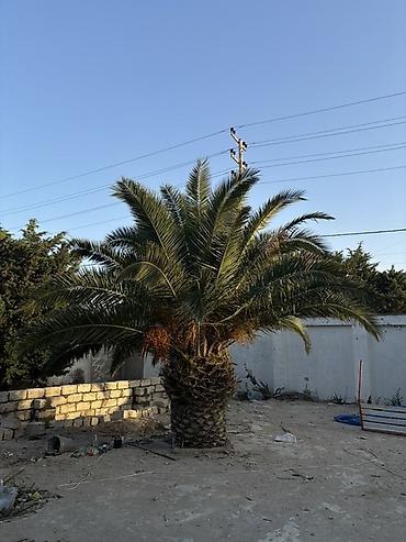 həyət gulleri: Xurma (xurma xurması) palm ağacı. Phoenix dactylifera (xurma palmı) — 2