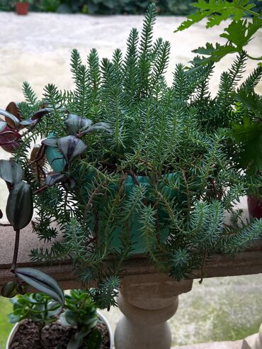 Otaq bitkiləri: Her nov guler var endirimnen verecem Gencedi istiyen yazsin satiş -da lalafo.az — 16 Otaq bitkiləri: Her nov guler var endirimnen verecem Gencedi istiyen yazsin satiş — 16