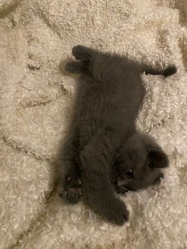 Pişiklər: Dişi, Ödənişli çatdırılma — 13