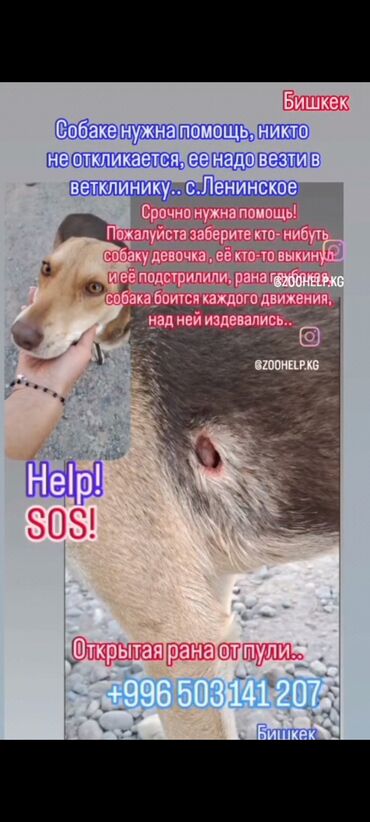 Отдам даром собаку: Срочно нужен хороший любящий хозяин — 2