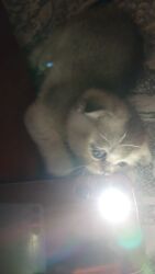 котята в добрые руки баку: Erkək