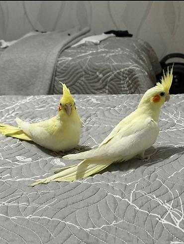 qus nomreleri: Məhsul: Korella (Cockatiel) balaları Cüt satılır kim isdese əlaqe — 3