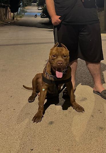 İtlər: Pitbul, 4 il, Erkək, Cütləşmə üçün, Ünvandan götürmə — 4