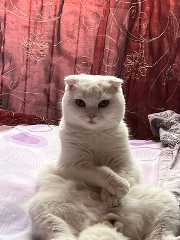 pişik cutləşdirmə: Шотладская вислоухая, В добрые руки