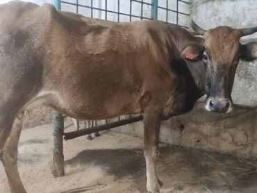sort inəklər: Dişi, il: 3, 150 kq, Damazlıq, Ünvandan götürmə