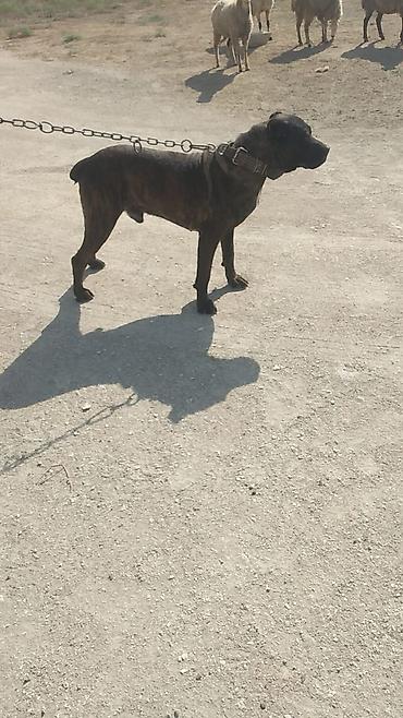 it avcarka: Kanikorse Satılır — 1