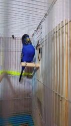 в добрые руки котята: 🐦 Black face cavan cüt ilk balalar gəlir! 🐣 Rəngləri 💙 ciddi alıcı