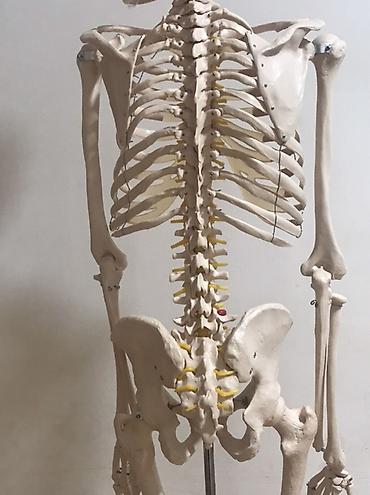 Медтовары: Viva Science tam ölçülü insan skeleti modeli - Brend: VIVA SCIENCE — 1