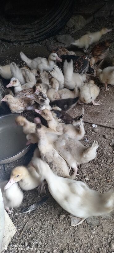 Ördəklər: Məhsul: Muskovi (Hind) ördəkləri – müxtəlif rənglərdə sürü Təsvir: - — 19