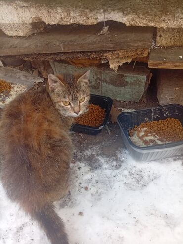 Отдам даром кошку: 4 месяца, Девочка — 8