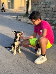 работа выгул собак бишкек: Xaski, 6 ay, Erkek, Peyvəndli, Ünvandan götürmə