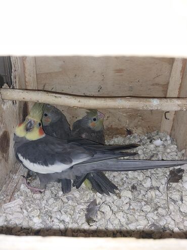 bulbul quşu: DIQQETLI OXUYUN ZEHMET OLMASA Hazir bala veren cutler tergidirem