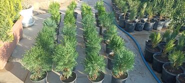 Ağaclar: Dekorativ çöl bitkilərinin satışı və Sifarişlə yetişdirilməsi.Satış -da lalafo.az — 17 Ağaclar: Dekorativ çöl bitkilərinin satışı və Sifarişlə yetişdirilməsi.Satış — 17