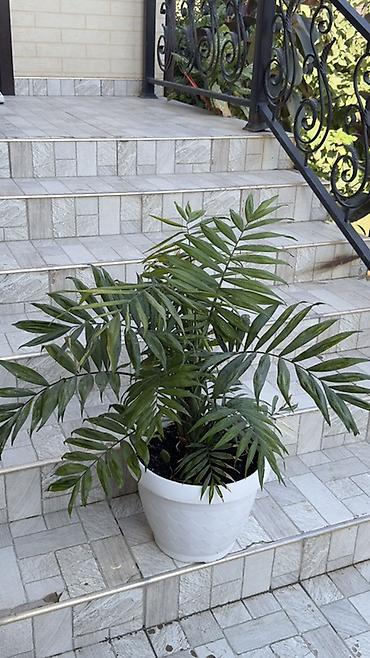 cha: Хамедорея (Chamaedorea elegans) в декоративном пластиковом кашпо - — 1