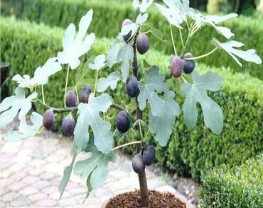 удобрение нового поколения: Көчөттөр дарактардын: Өзү алып кетүү