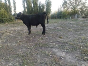 карова бык: Продаю | Бык (самец), Музоо, торпок | Абердин-ангус, Симментальская | Искусственник
