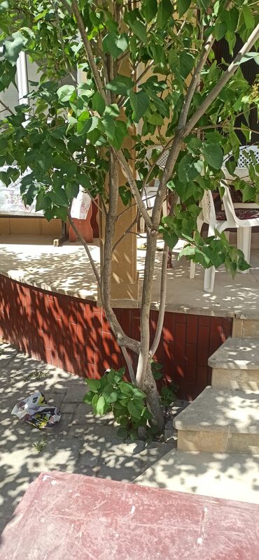 üzüm ağacı: Siren Agaçi hündürlüyü 2. Metr yarim. Bine Bollug