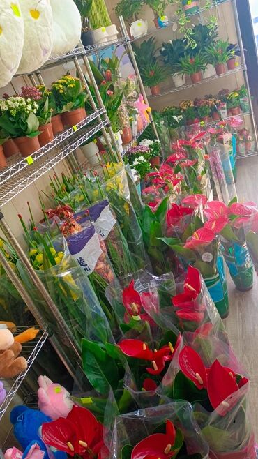садовый вар купить: 🌸 У нас зелёная красота круглый год! Большой выбор комнатных растений