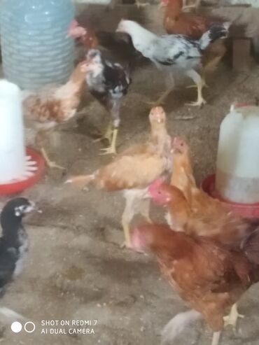 Cücələr: Toyuq cücələri, Damazlıq — 4