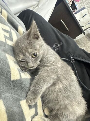 кошки в добрые руки: Кошка даром: Беспородная, 5 месяцев, Девочка, Приучена к лотку, Проглистована