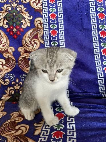 скотский рынок: Котята шотландские вислоухие и прямоухие, домашнего выращивания. - — 9