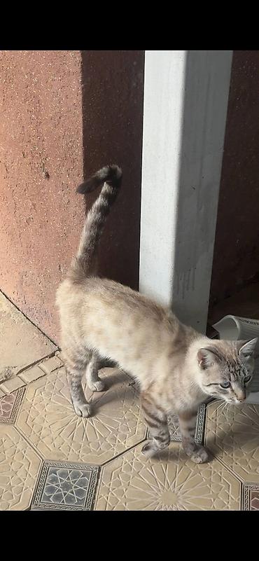 кошка британская цена: 2 года, Мальчик — 4