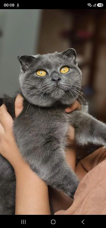 британский короткошерстный котенок: Скотиш Фолд (Шотландская вислоухая), 5 месяцев, Мальчик, Серый, Приучена к лотку — 2