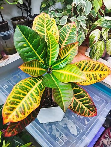 Другие комнатные растения: Представляем ассортимент декоративно-лиственных растений, которые — 20