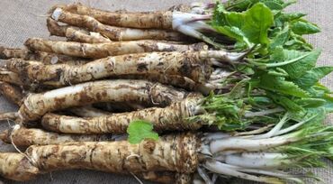 полка цветов: Свежий корень хрена. Этот продукт идеально подходит для приготовления