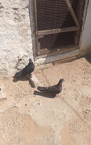 quşlar göyərçin: Salam bir cut qara satilir sabab qara saxlamiram — 2