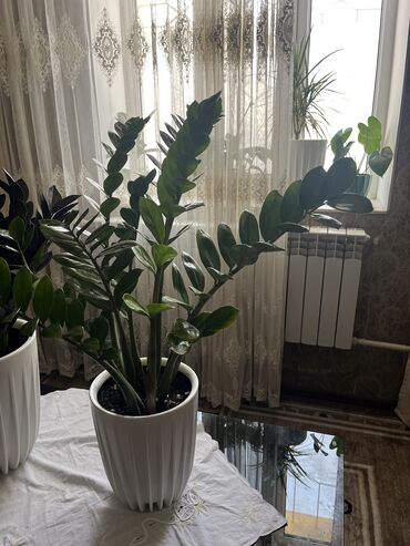 Замиокулькас (Долларовое дерево): Продаю комнатные цветы, черный и обычный замиакулькасы