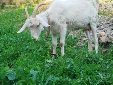шуба горная коза: Продаю | Коза (самка) | Зааненская | Для разведения, Для молока