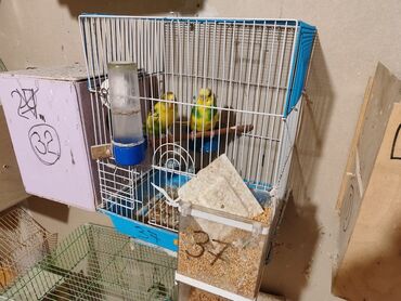 Qəfəslər: Bina evinə köçməyimlə bağlı olaraq papuqay ferması satılır. Cavan — 6