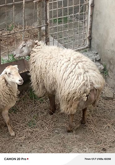 it yemi satisi: Salam təmiz beyləqan qocu həm dsmazdıg həmdə çox kökdür 45 dən — 2
