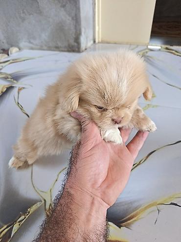 pekin ördeği: Pekines, 1 ay, Erkək, Ünvandan götürmə — 8