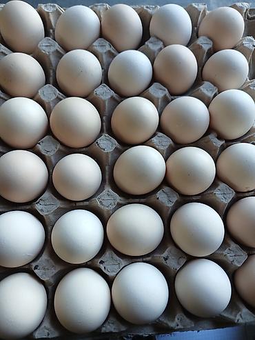 Молочные продукты: Яйца Подсолнечное масло перепелиные яйца — 1