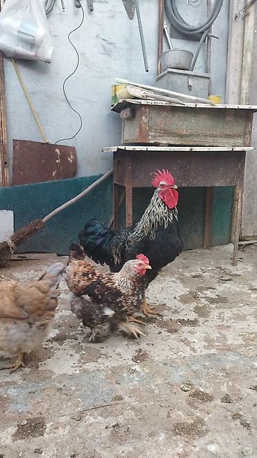 Quşlar: Satılır 11 ayliq xoruz . Aktiv ve saglam xoruzdu. Damazliq uçun — 6