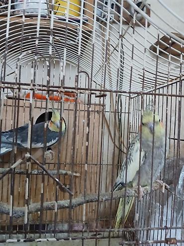 bala doşan: Nimfa (Cockatiel) tutuquşuları – bir cüt, qəfəs və yuvalıqla — 2