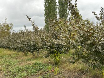 Bağ evlərinin satışı: Xaçmaz, 120 kv. m, 5 otaqlı, Hovuzsuz, Artezian quyusu, İnternet, Telefon — 13